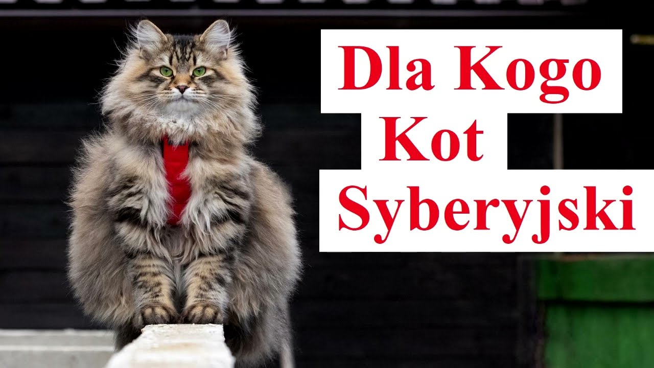 Dla Kogo Kot SYBERYJSKI