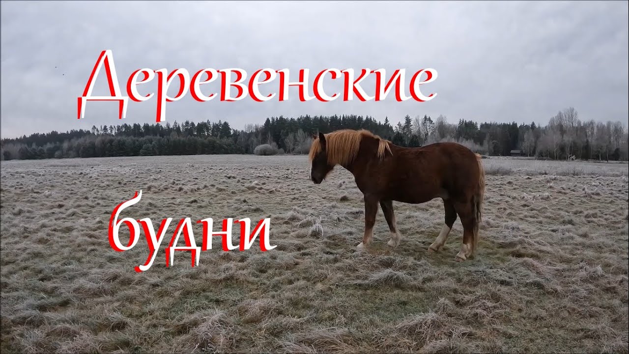 Дрова, окна, забор. Ноябрь на Лесном Хуторе.