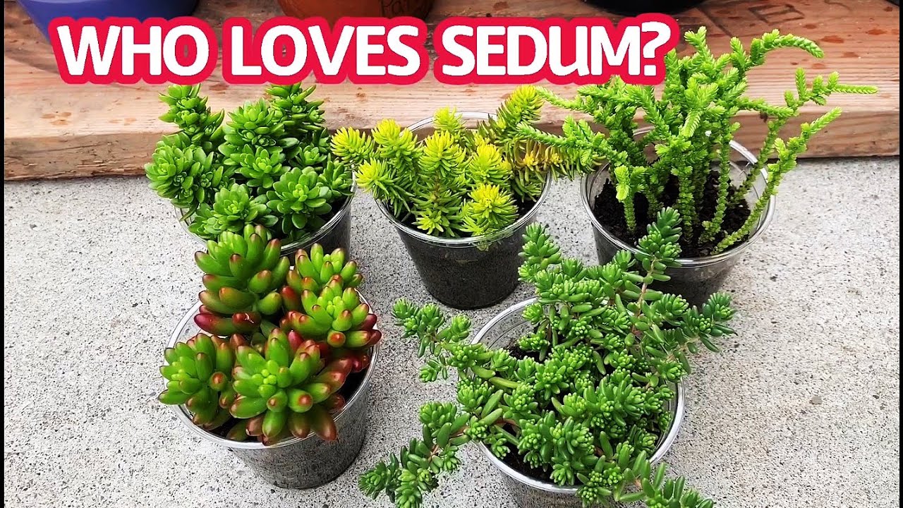 #126 Nhân giống sen đá Sedum nhanh nhất | Sedum succulents propagation | Cuộc sống Mỹ