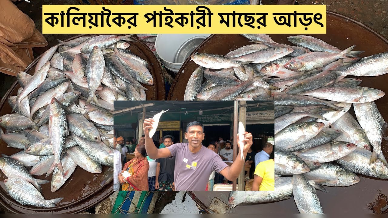 Kaliakoir wholesale fish market. live selling fish in Bangladesh Fishmarket ll 