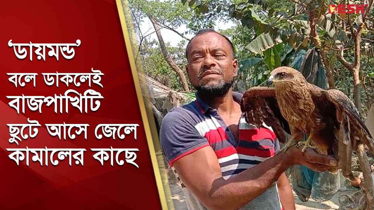 সুস্থ হওয়ার পরও জেলে কামালকে ছেড়ে যাচ্ছে না বাজপাখিটি | Diamond Hawk | Hawk Friendship