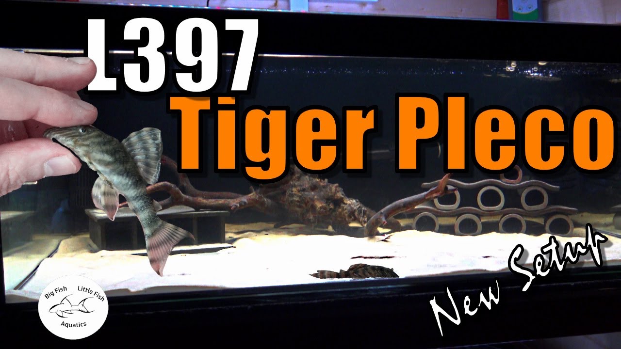 Exotic L397 Tiger Pleco | My new setup