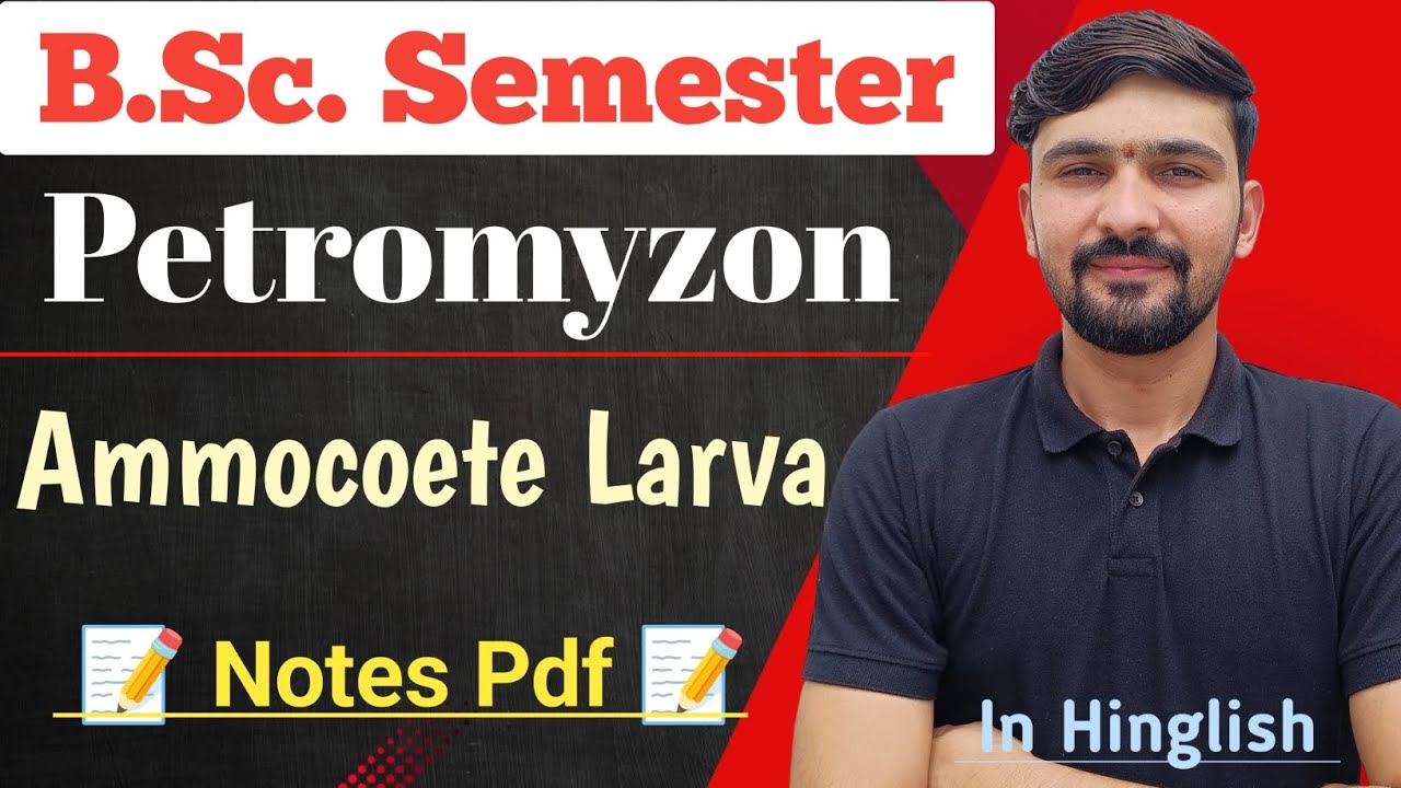 Ammocoete Larva Hindi | Petromyzon | Bsc Semester || By Dadhich Sir