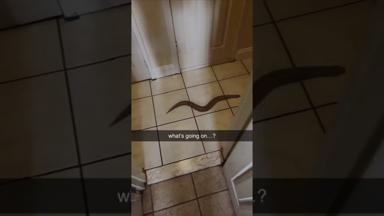 snake chases rat... (gone wrong) #shorts