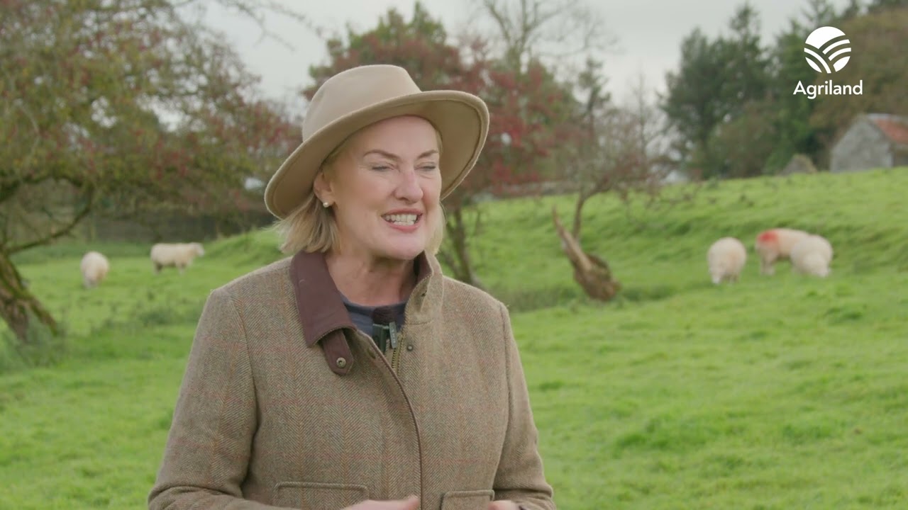 ‘Diversification is key’ at east Galway organic sheep farm