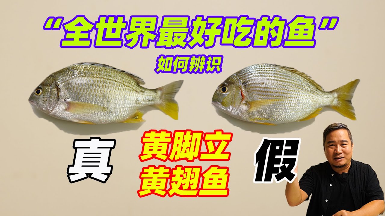 蔡澜：“全世界最好吃的鱼”，如何辨真假，南海名鱼黄脚立黄翅鱼