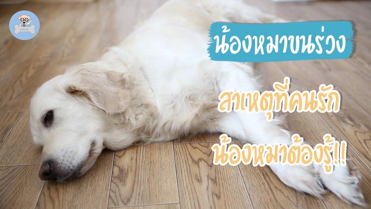 น้องหมาขนร่วง สาเหตุที่คนรักหมาต้องดู!! | SudPad-Dog