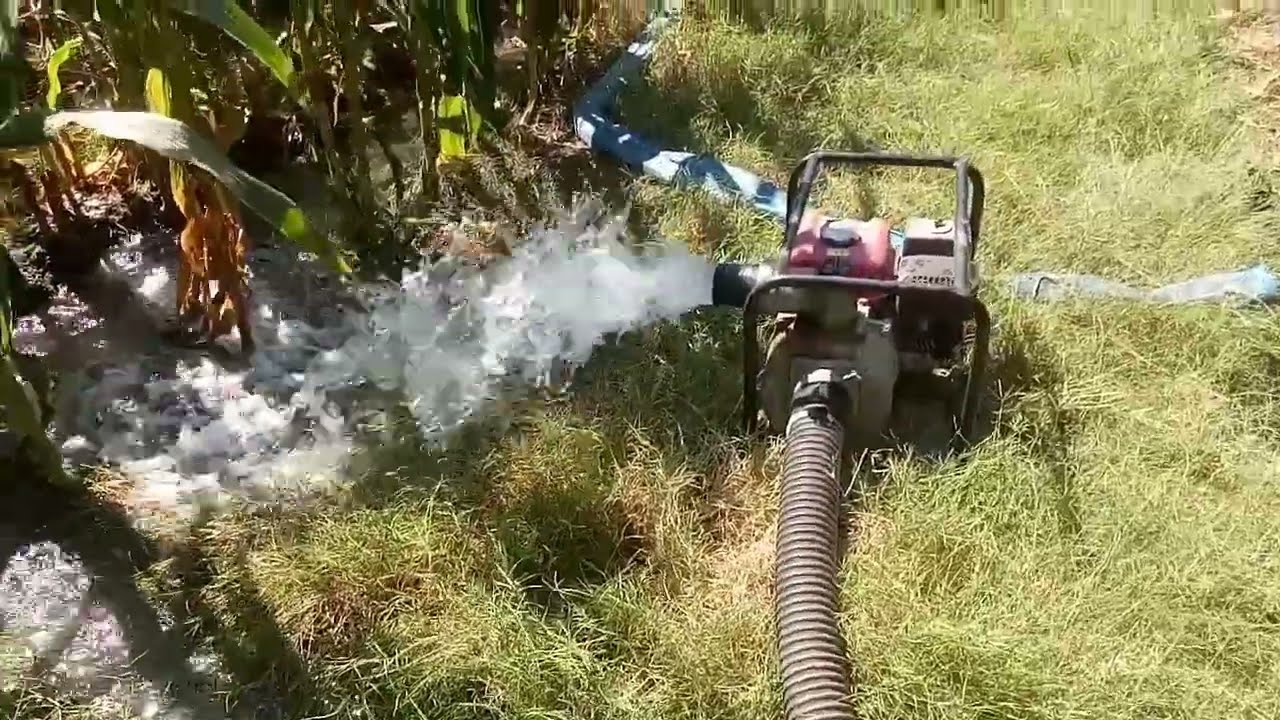 pengairan jagung | lahan 1/2 hektar selesai 3 jam#shortvideo #jagung