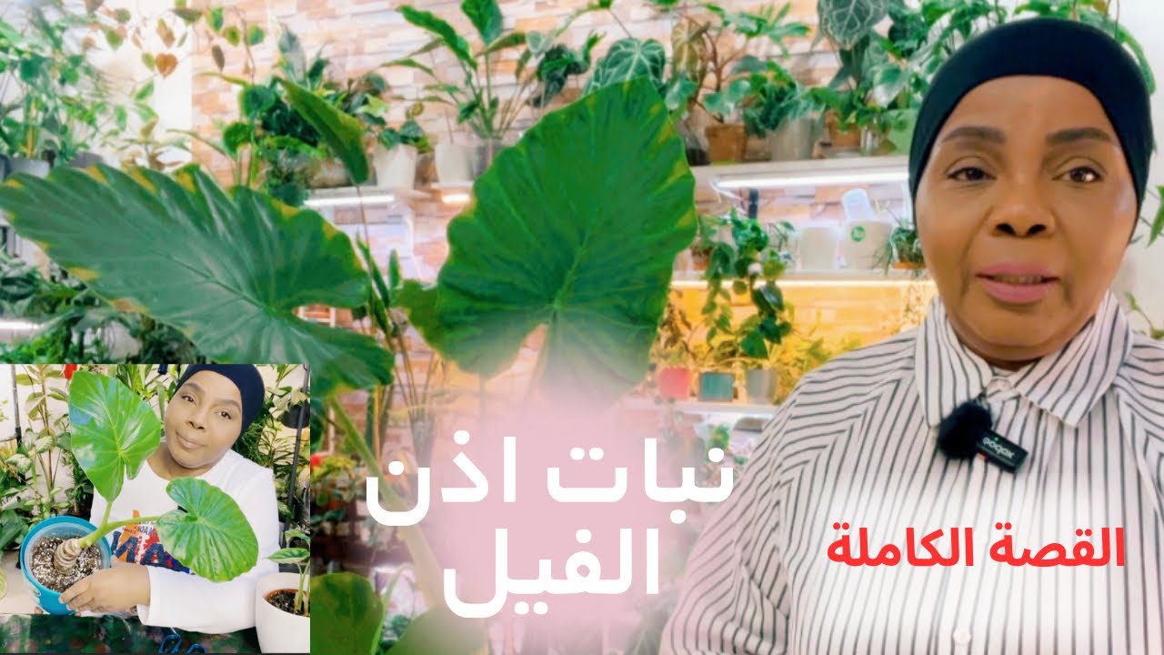 كيف العناية والاهتمام نبات اذن الفيل وانقذتها في بيتي