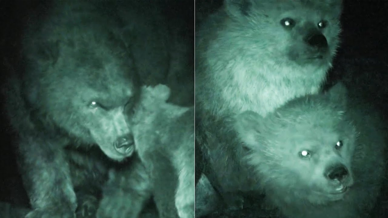 Prehistoric Planet Ice Age [2025] - Mother & Cubs Cave Bear (Ursus spelaeus) Screen Time