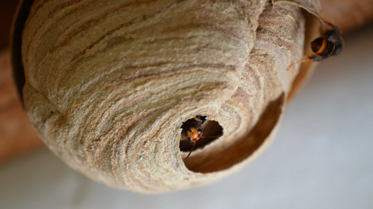 Fascinating Time-Lapse: Asian Hornet Queen Nest Construction Unveiled!