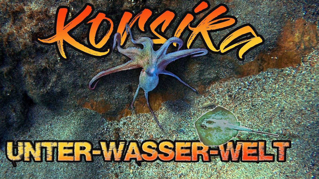 Korsika Schnorcheln [Unterwasserwelt Korsikas 4K]GoPro Hero 7 8 9 Black DJI Mini3 Pro Sony Alpha6400