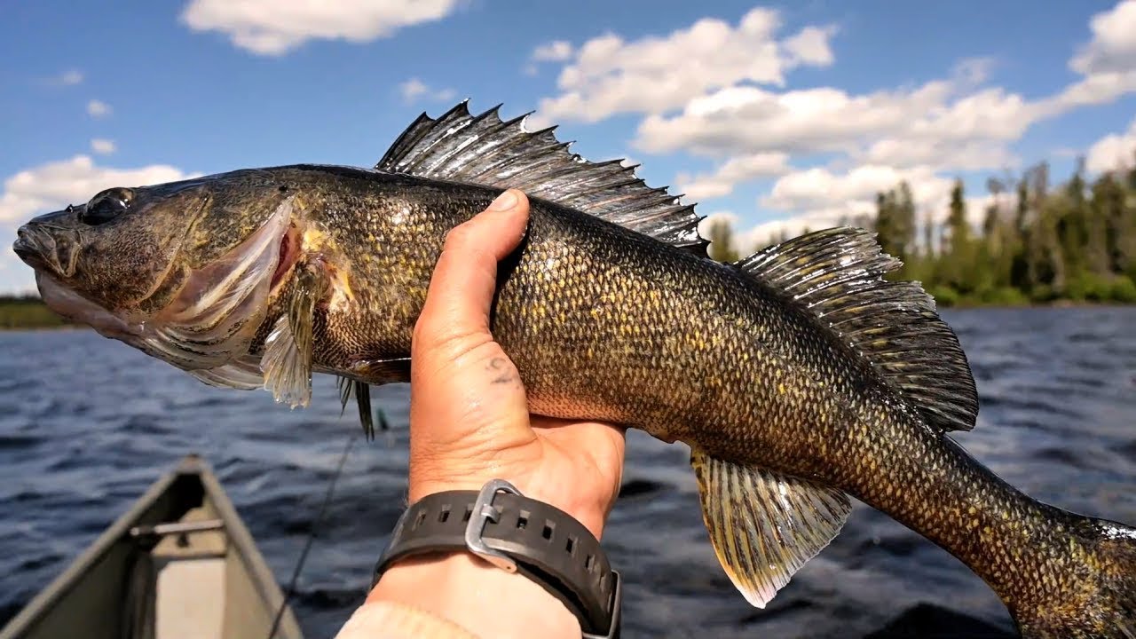 5 Days LIVING in the WILD-Slaying EPIC Walleye fish for Dinner-STRANDED SERIES e4