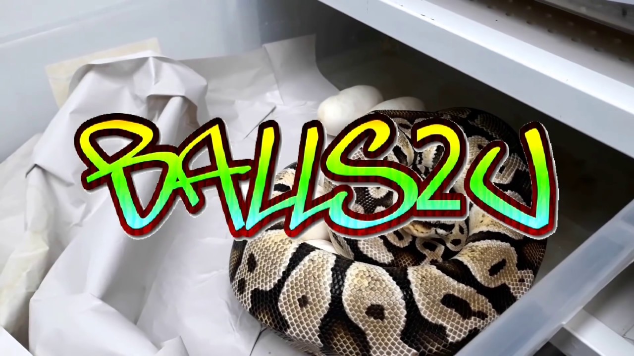 Collecting eggs, Q&A, Palpating and a special guest