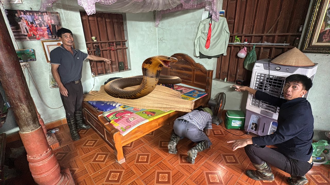 Cuộc gọi khẩn cấp rắn hổ mang chúa bò vào nhà trú ngụ trong giường gây hoảng mang cho người dân