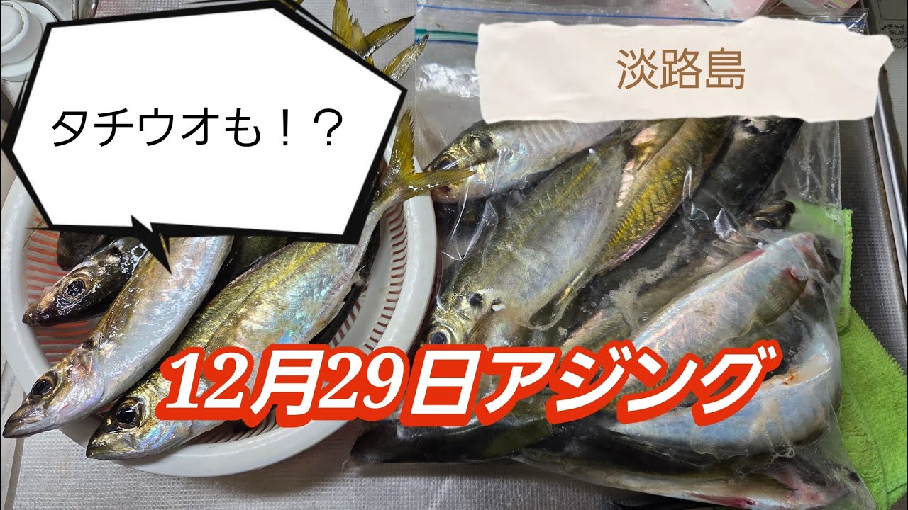 【淡路島】釣り納めでアジ爆釣！？
