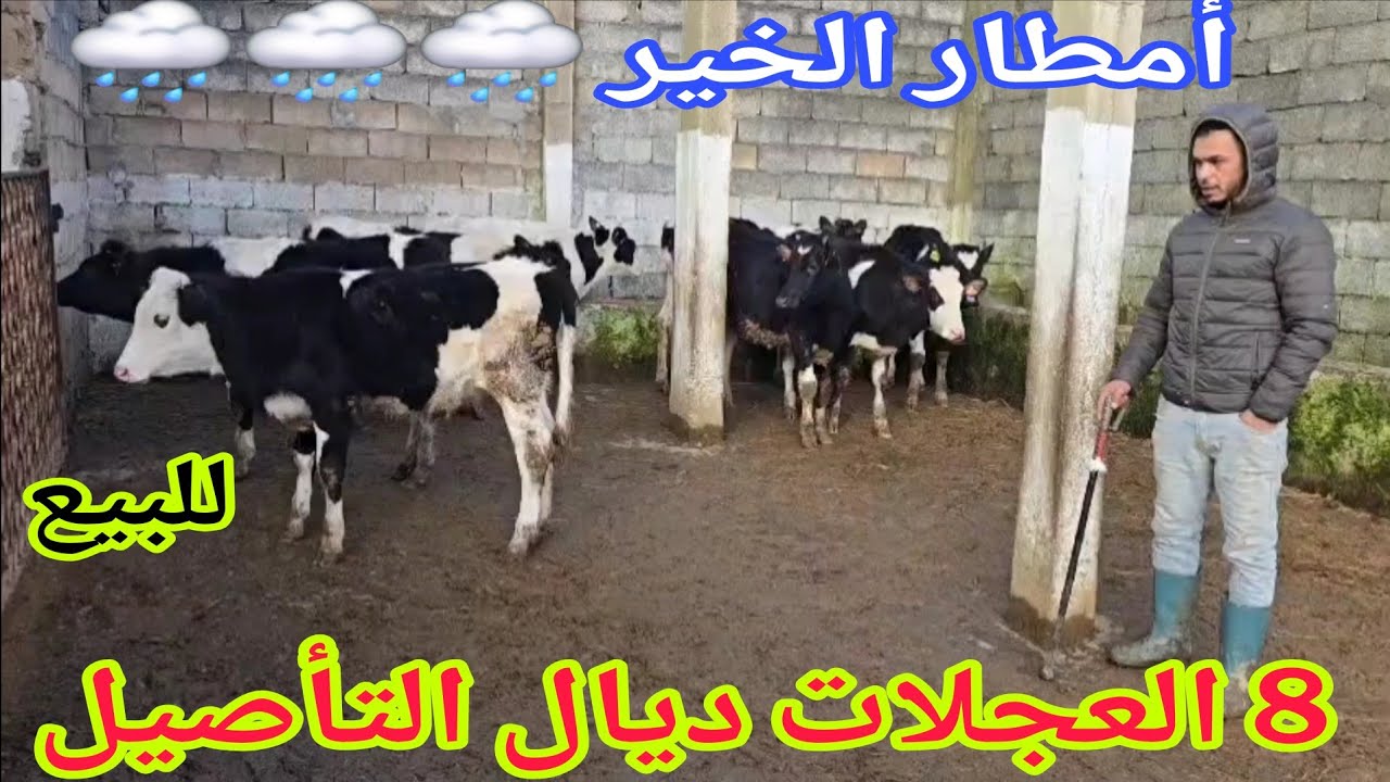 دائما الجديد💫8 العجلات ديال التأصيل إتصل 06.09.33.67.35📞ألو سي عبد العالي نواحي الغرب 🇲🇦