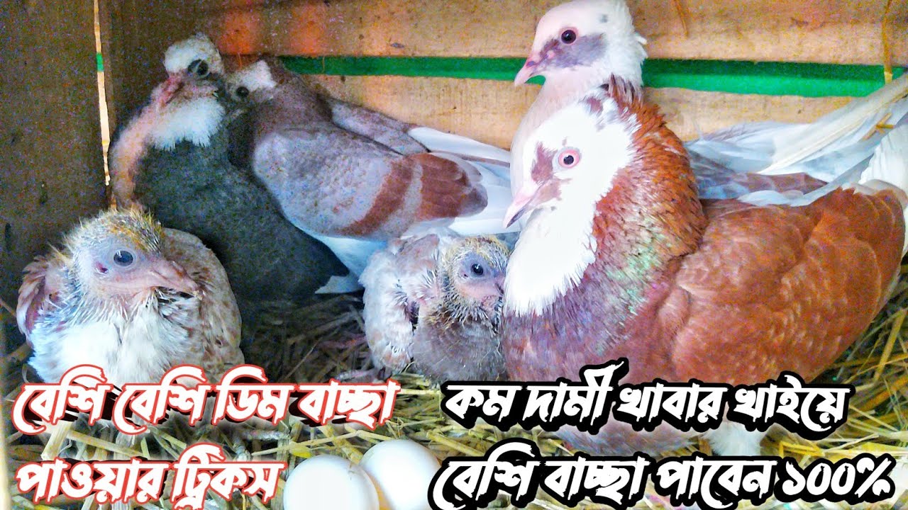 কি করলে কবুতর বেশি বেশি ডিম বাচ্ছা করবে  || যা করলে ১০০% কবুতর বেশি বেশি ডিম বাচ্ছা করবে
