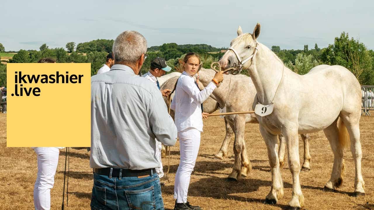 TTS Trait Boulonnais: Tests de Tempérament Simplifiés à Samer avec Love 1 an et Chloé Méquinion