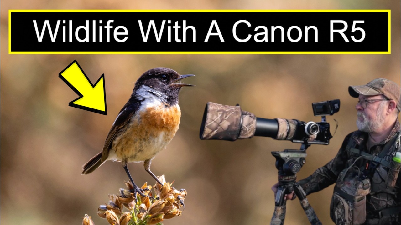 Wildlife Photography | Wildlife With A Canon R5