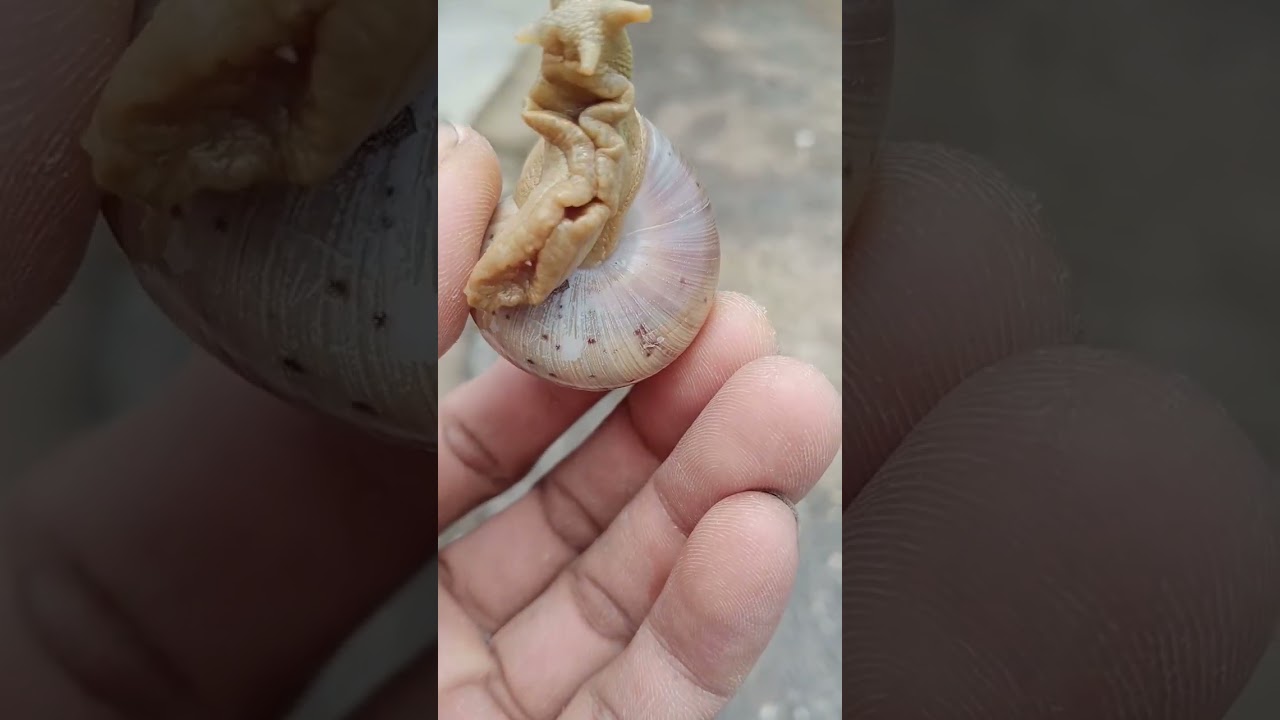 mau heran,,sama siput albino#shorts#1jutaviewer#trending