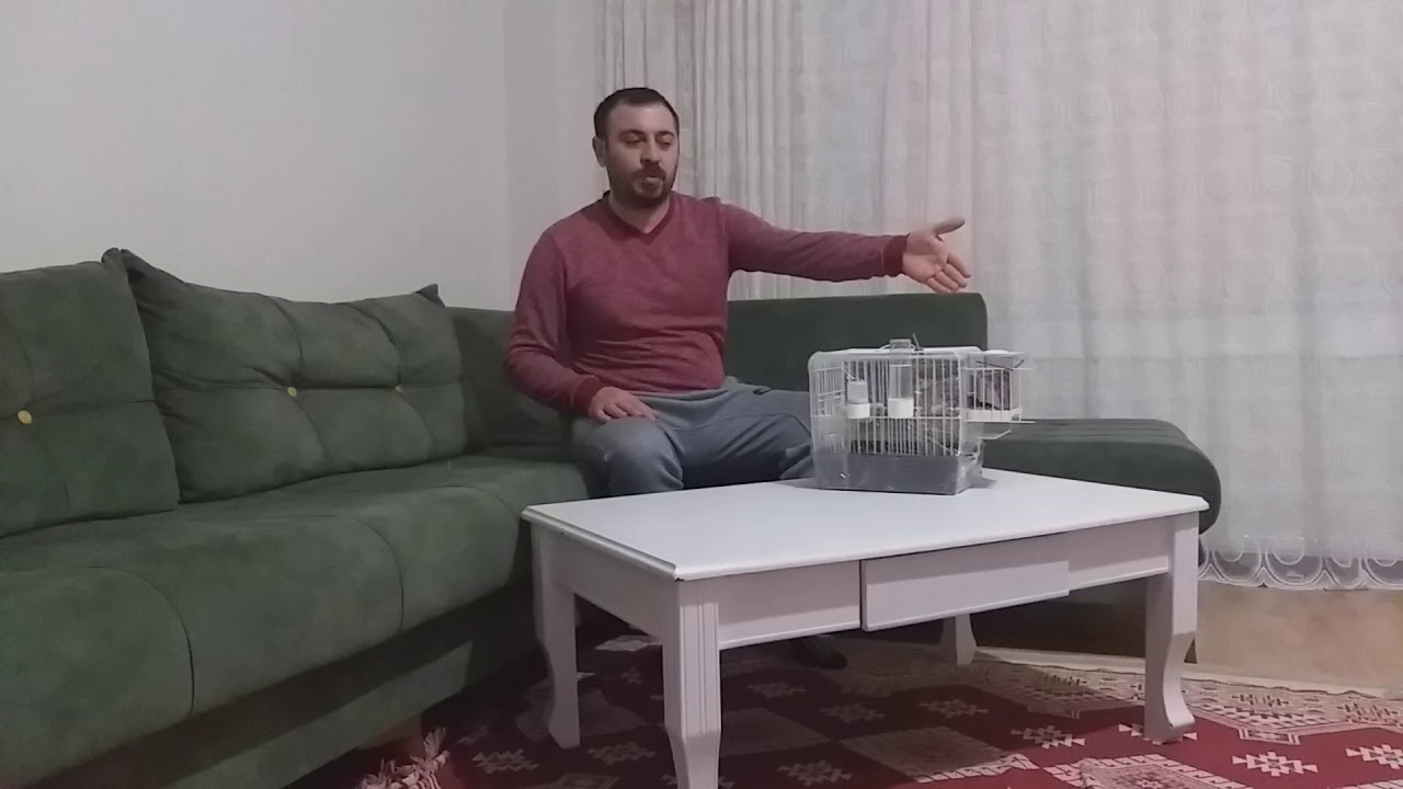 (Bengal ispinozun'da kolay cinsiyet ayrımı)
