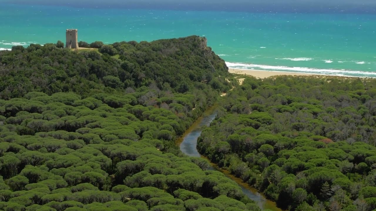 L'imponente Pineta Granducale al Parco della Maremma