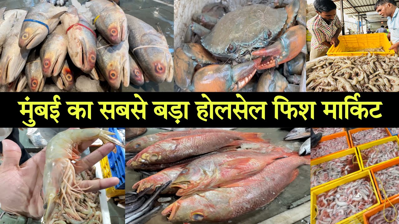Cst Fish Market Biggest Wholesale Fish Market Wholesale Fish Market In Mumbai 2023