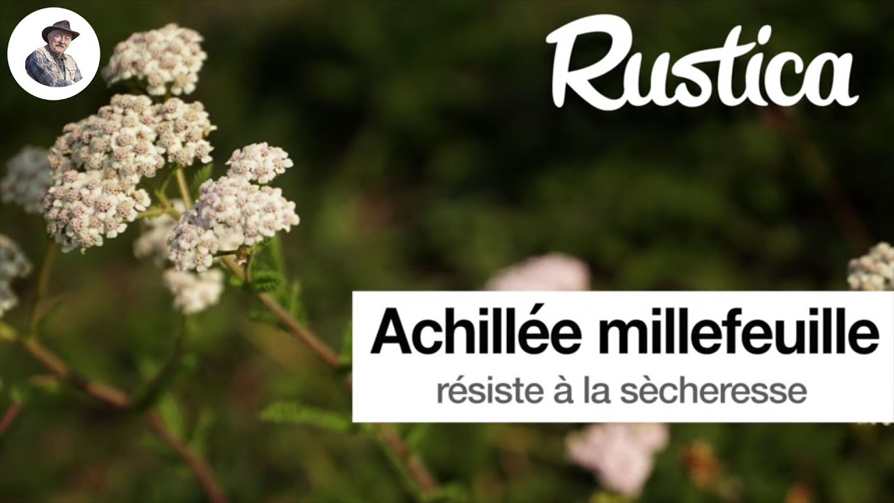 L&rsquo;achill&eacute;e millefeuille : une alternative au gazon ?