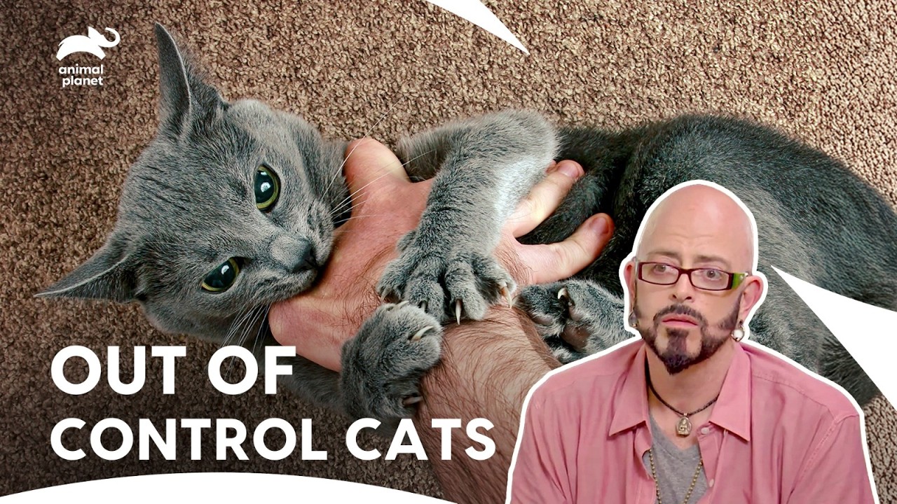 How Jackson Solved Fear in Multi-Cat Households | My Cat From Hell S7 E9,4,5 | Animal Planet India