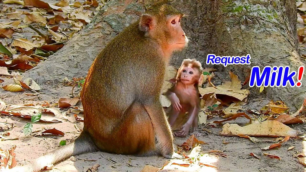 Mom..! I'm Hungry Milk, Please give milk for me now, ALBA Feeling Sad, Baby Can Look her mom's face😥