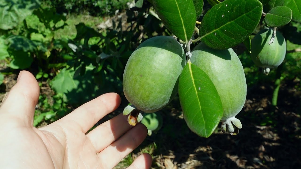 【必須】フェイジョアの収穫に便利なアイテムと大きくなったフェイジョアの様子。10月のフェイジョア園【feijoa】