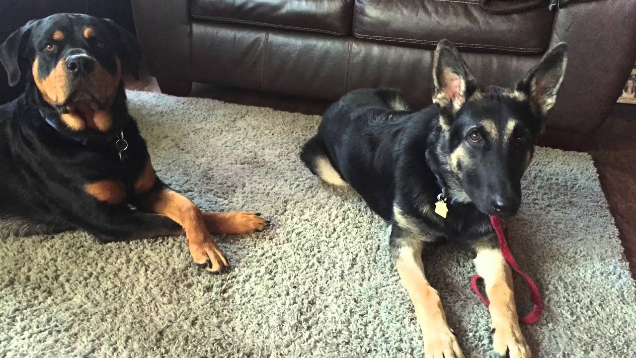 6 Mo Old German Shepard Severe Mouthing/Biting Rehab