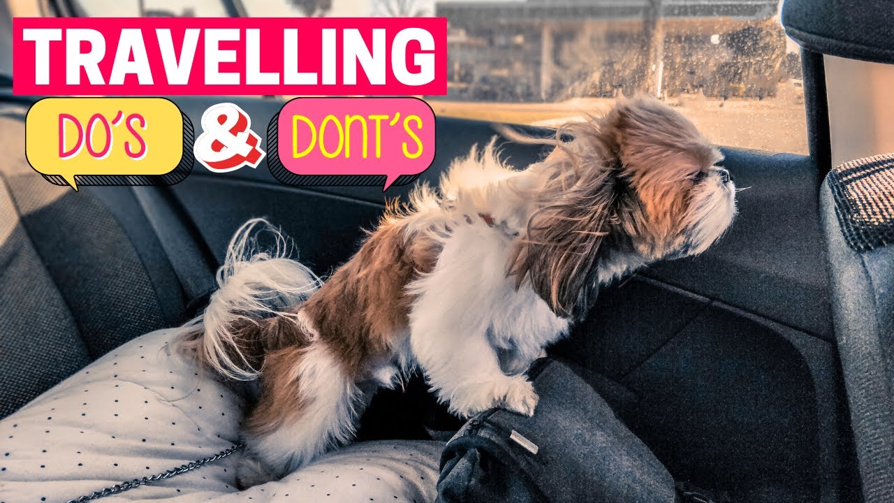 Tips for Traveling with Your Shih Tzu (Dos and Don'ts)