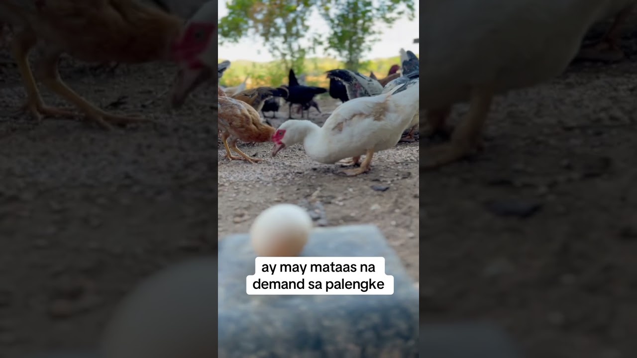Bakit Laging May Itik sa Tagumpay ng Bukid? Hindi Mo Aakalain ang Gamit Nila! 🦆💧🔥