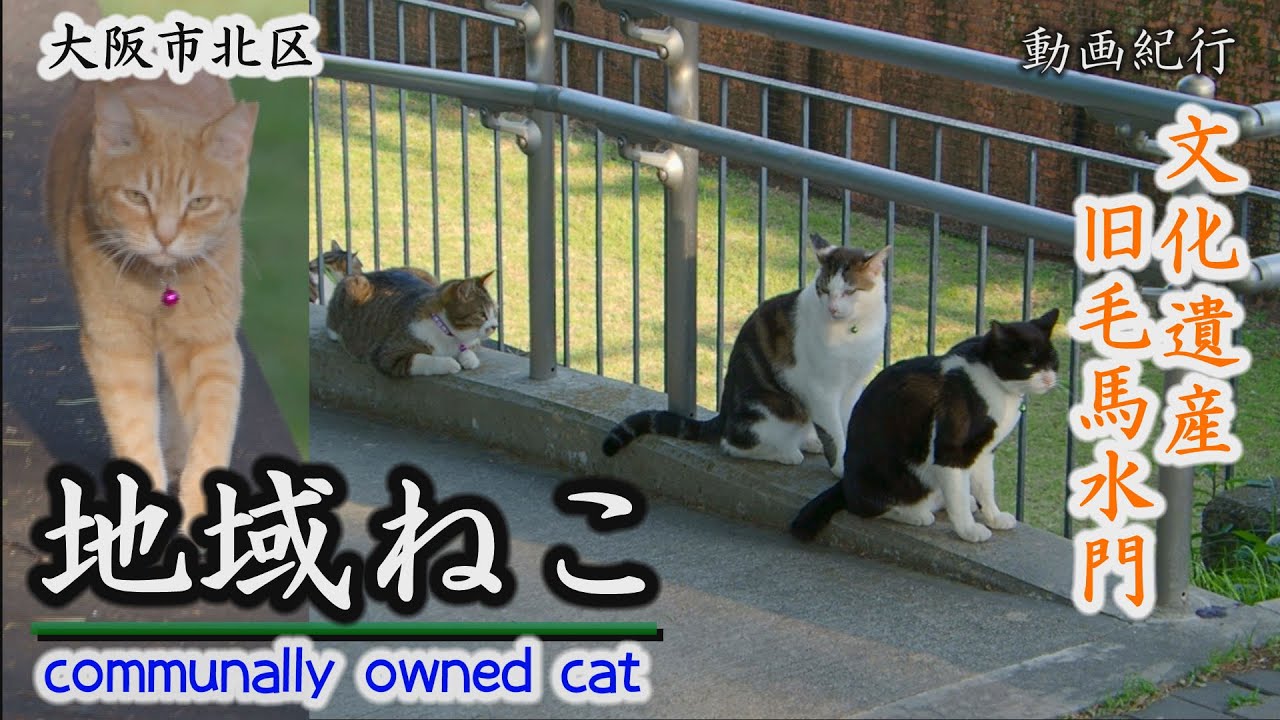 旧毛馬水門の地域ねこ～大阪市北区【動画紀行・大阪府】communally owned cat