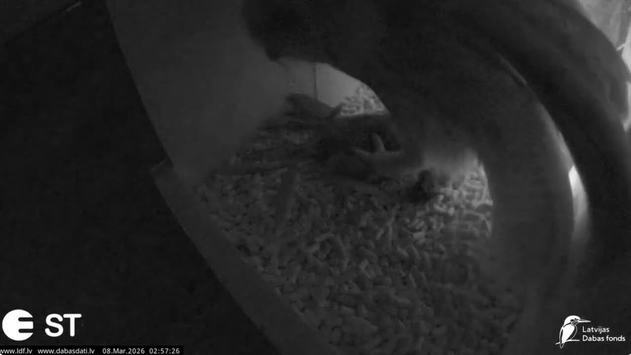 LDF un ST (Durbe) Meža pūces naksniņas 08.03.2026. / Late night snacking of a tawny owl