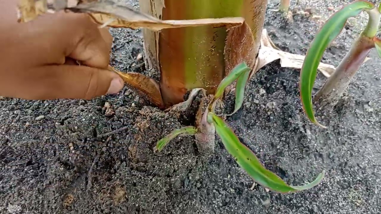 Como fazer a desfolha das bananeiras.