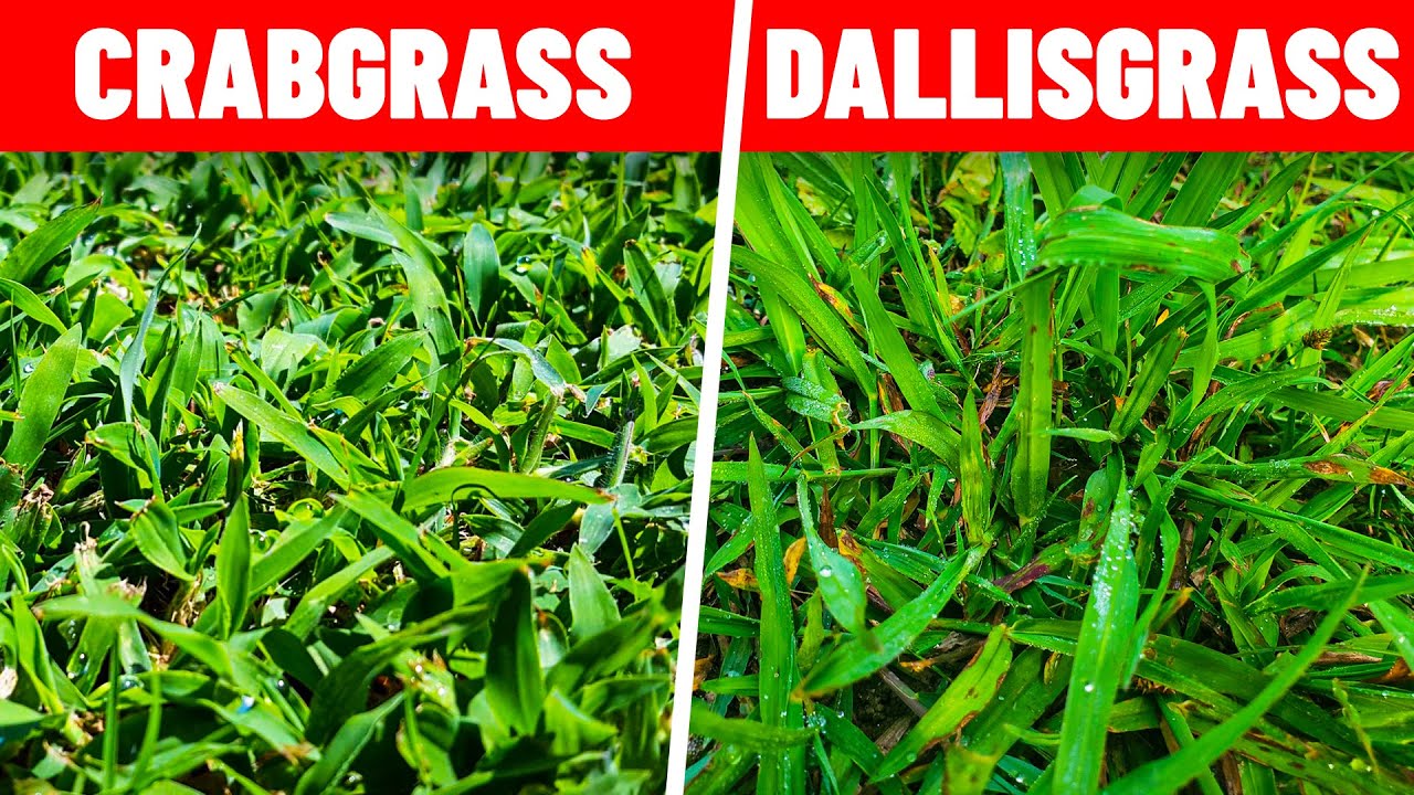 How to Kill Crabgrass and Dallisgrass in the Lawn