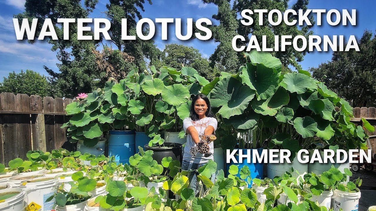 Khmer  Backyard Garden Lotus Tour In Stockton, California USA ផ្កាឈូកនៅខាងក្រោយផ្ទះ Homegrown