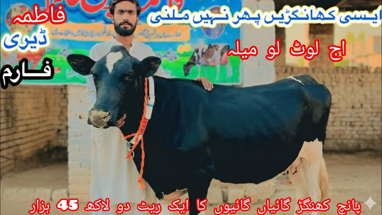 Fatima Dairy Farm | Top Class Jersey Khangar Cows | Cholistani Fresian Cows | 5 February 2026