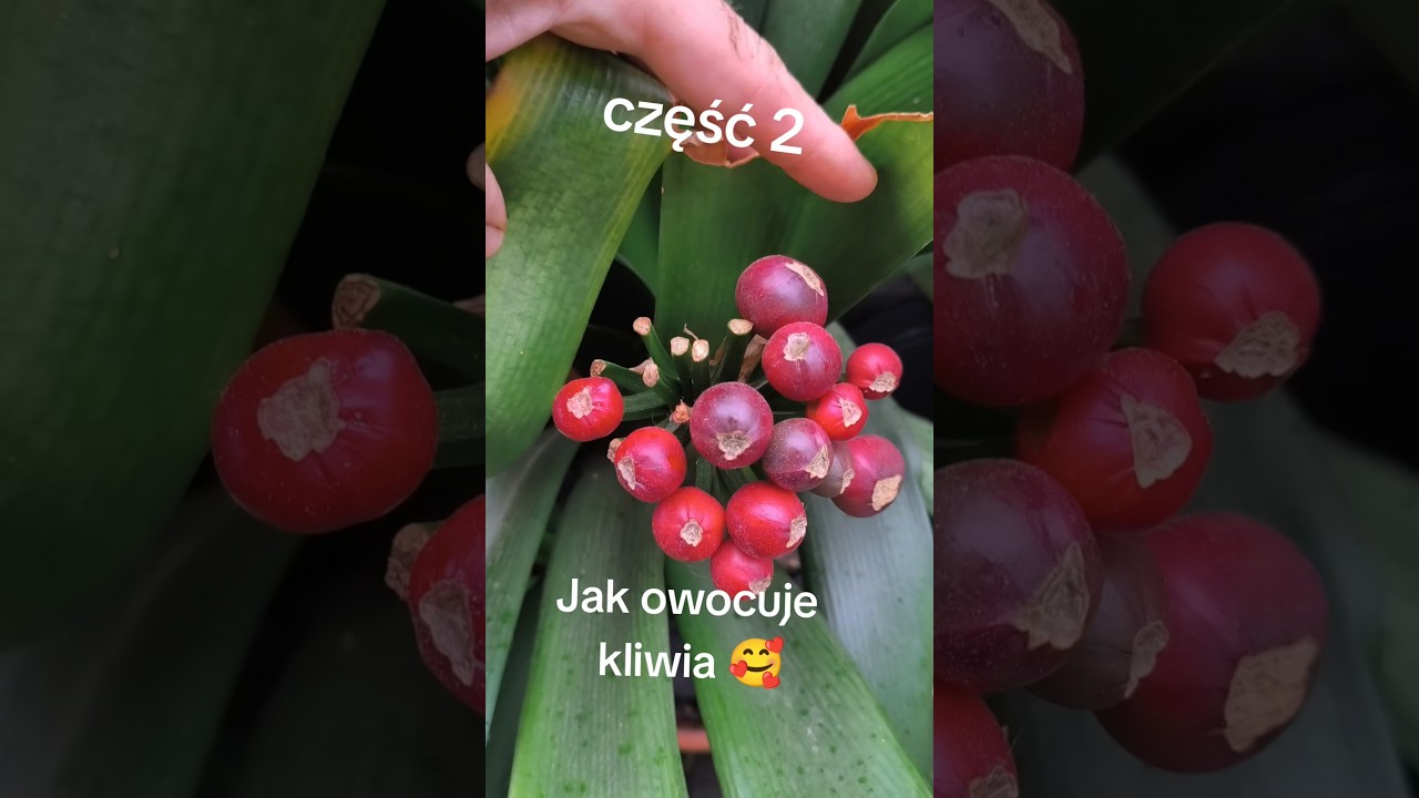 Jak owocuje kliwia nasiona część 2