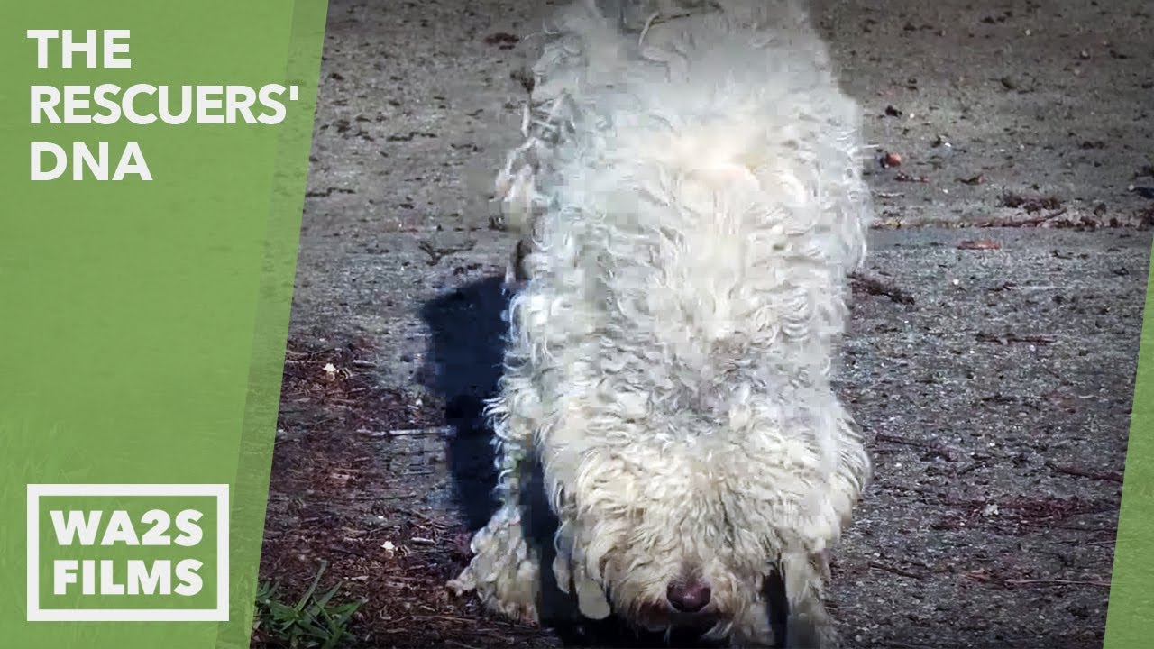 Stray Poodle Rescued By Blue Guardians After 6 Months on Street - Hope For Dogs | My DoDo