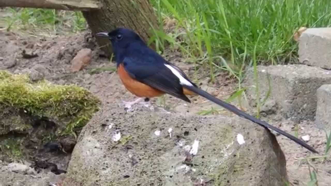 White-rumped shama - Singing in Dutch aviary