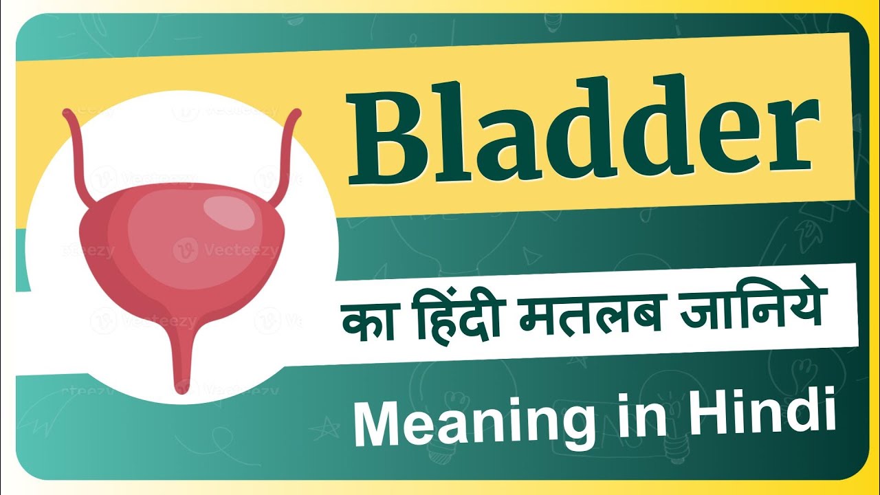 Bladder meaning in Hindi | Bladder ka matlab kya hota hai | Bladder means and hindi word