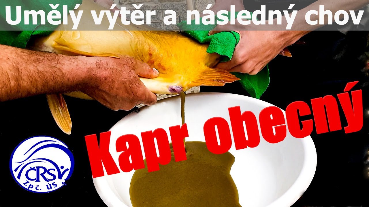 Kapr obecný - umělý výtěr a následný chov ( Západočeský územní svaz )