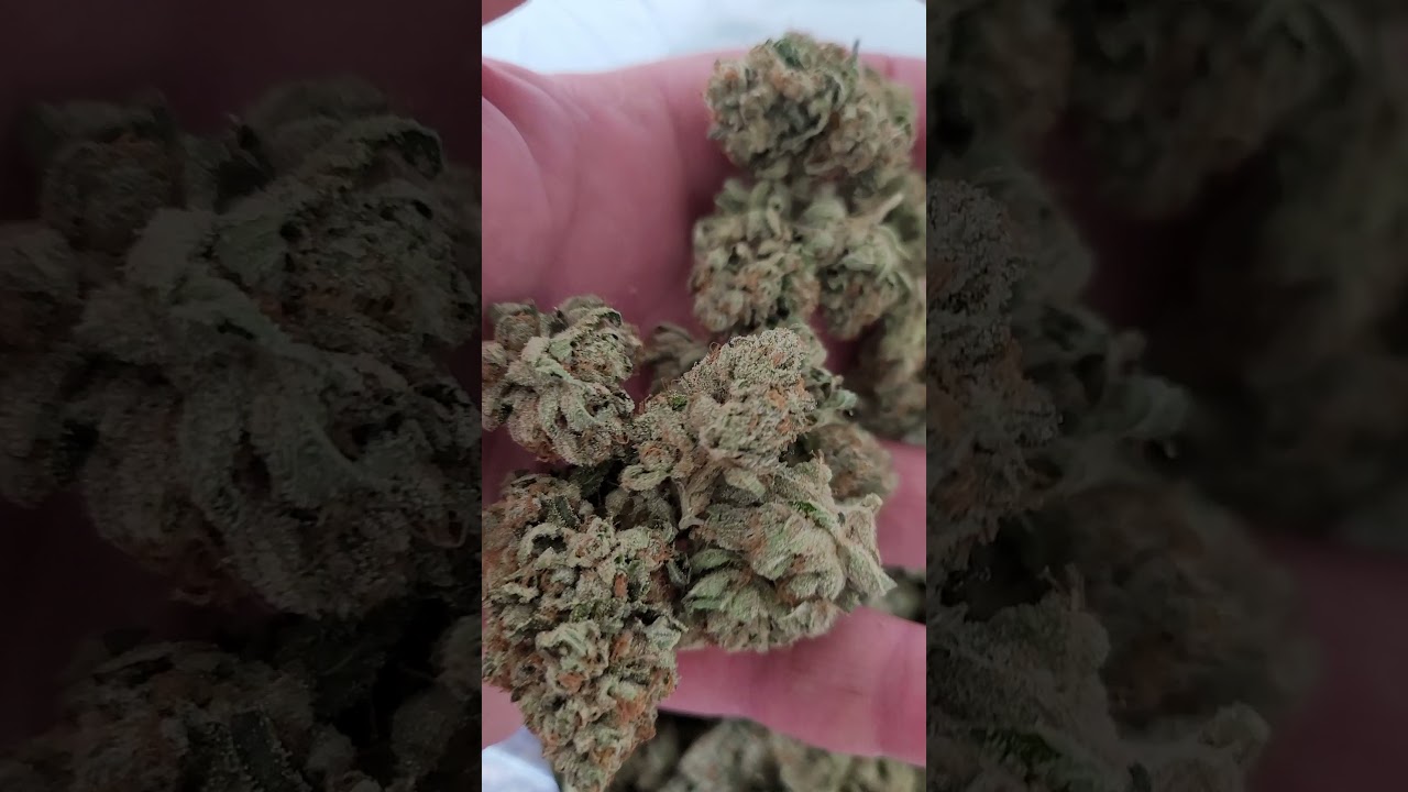 Fresh indoor OG kush