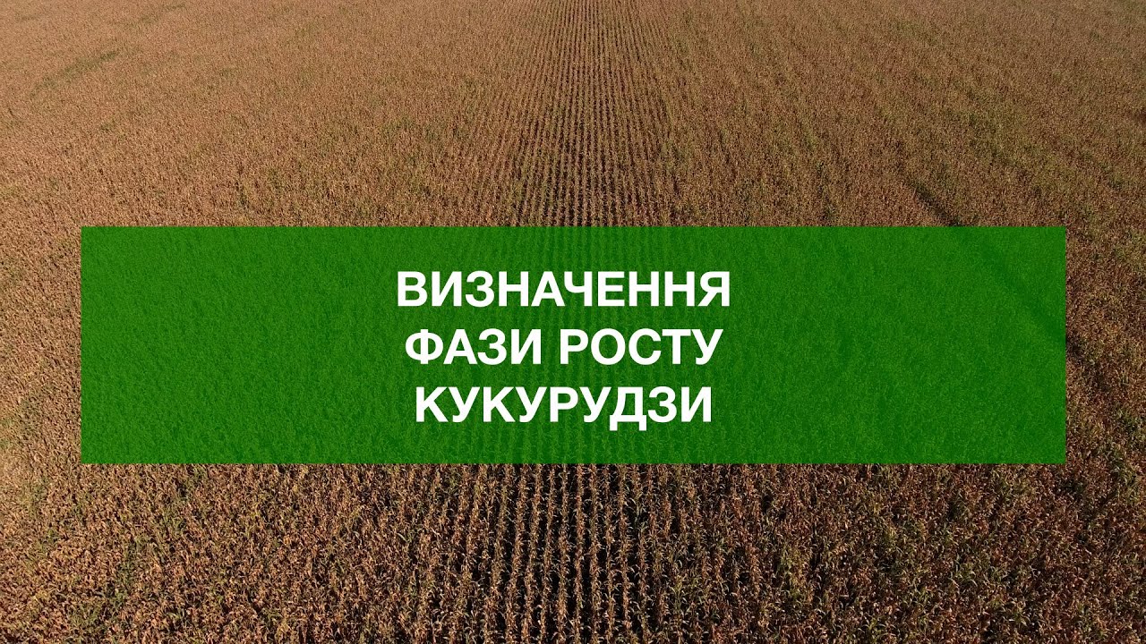 Визначення фази росту кукурудзи