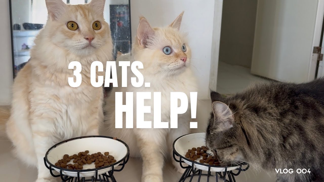 3 Cats. Chaos.