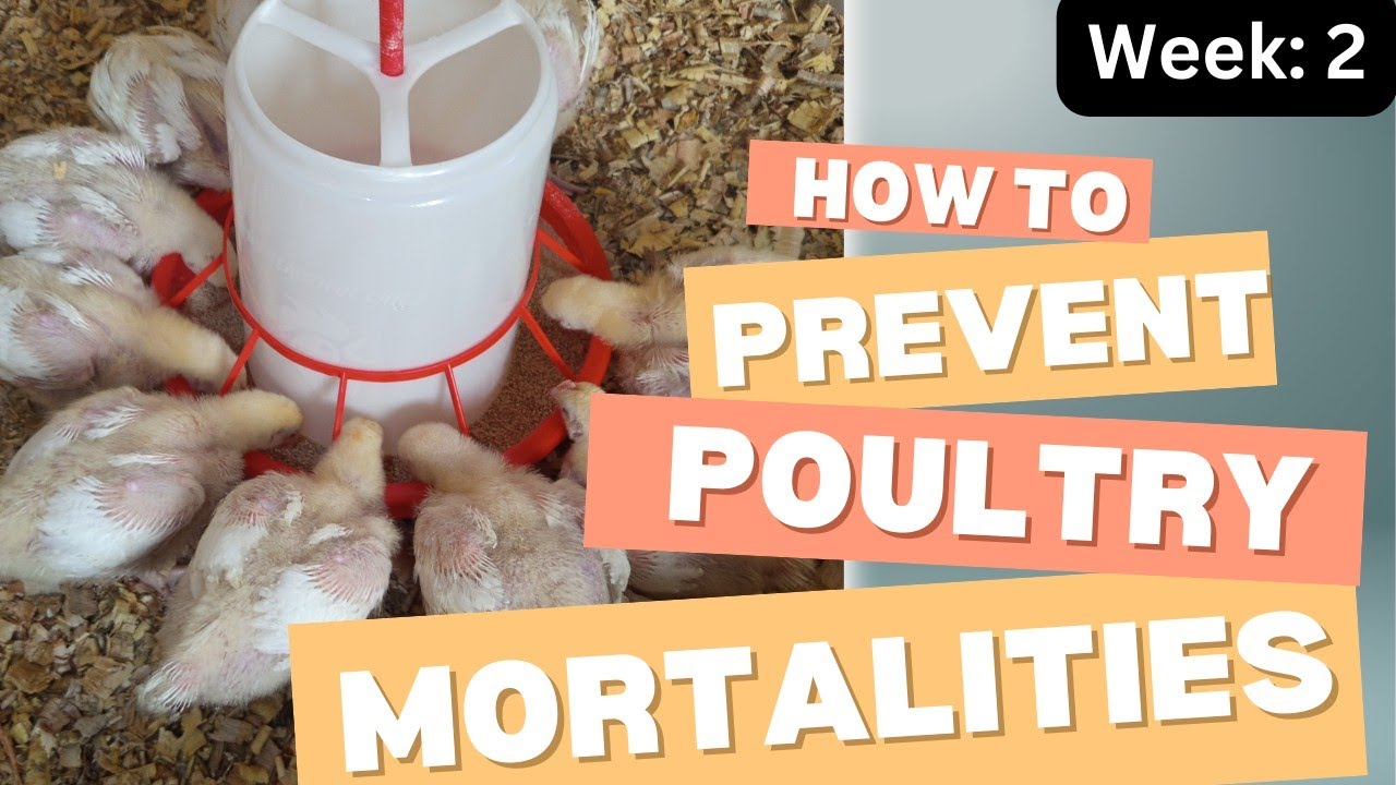 How to prevent diseases and Mortalities in Broilers